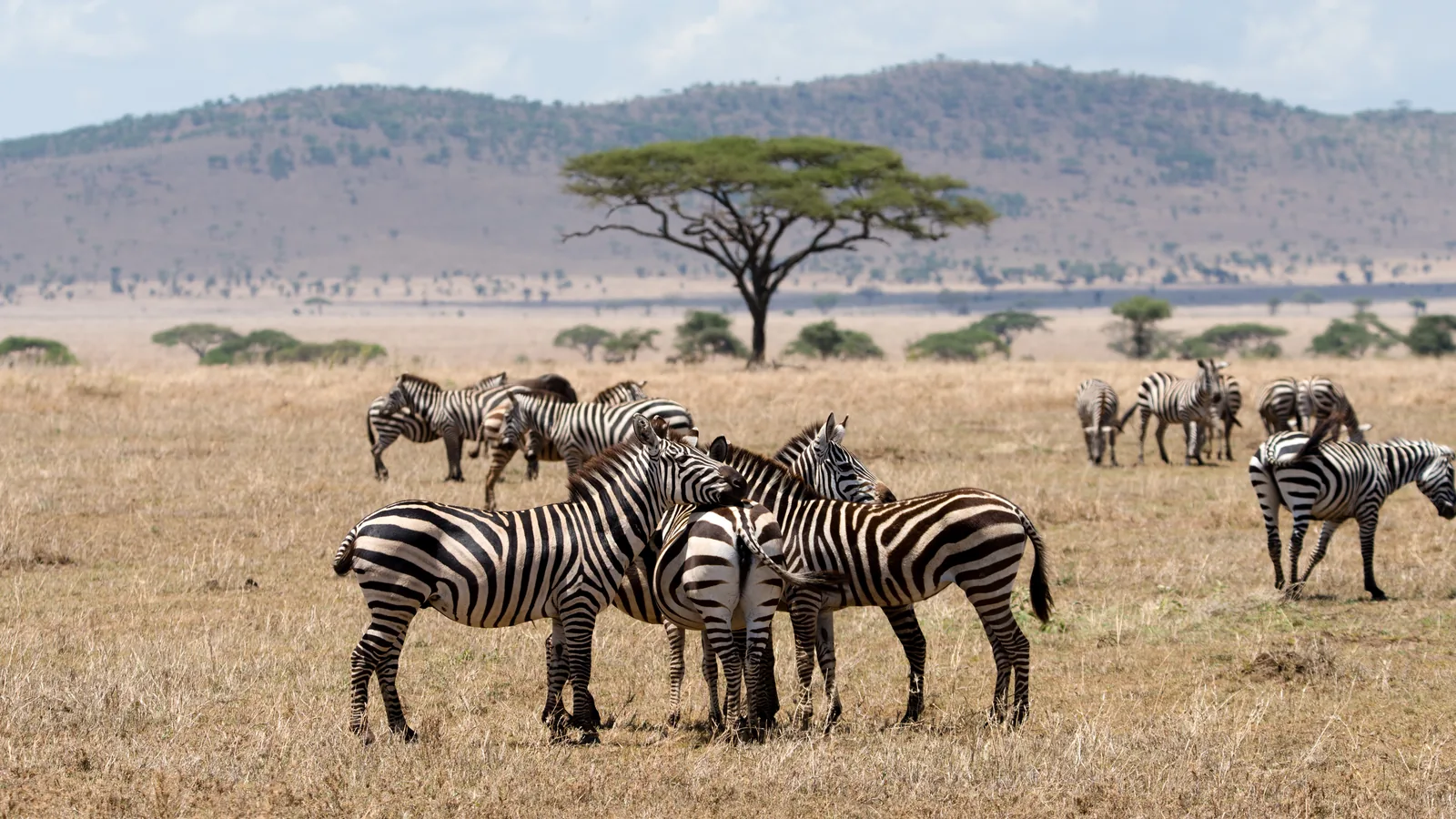 A herd of zebras in front of an umbrella acacia in the Seronera Valley in Serengeti National Park, a hill behind