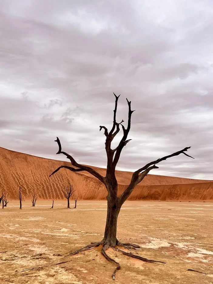 Offer photo: Sossusvlei: day trip with Deadvlei, Dune 45 and Sesriem Canyon