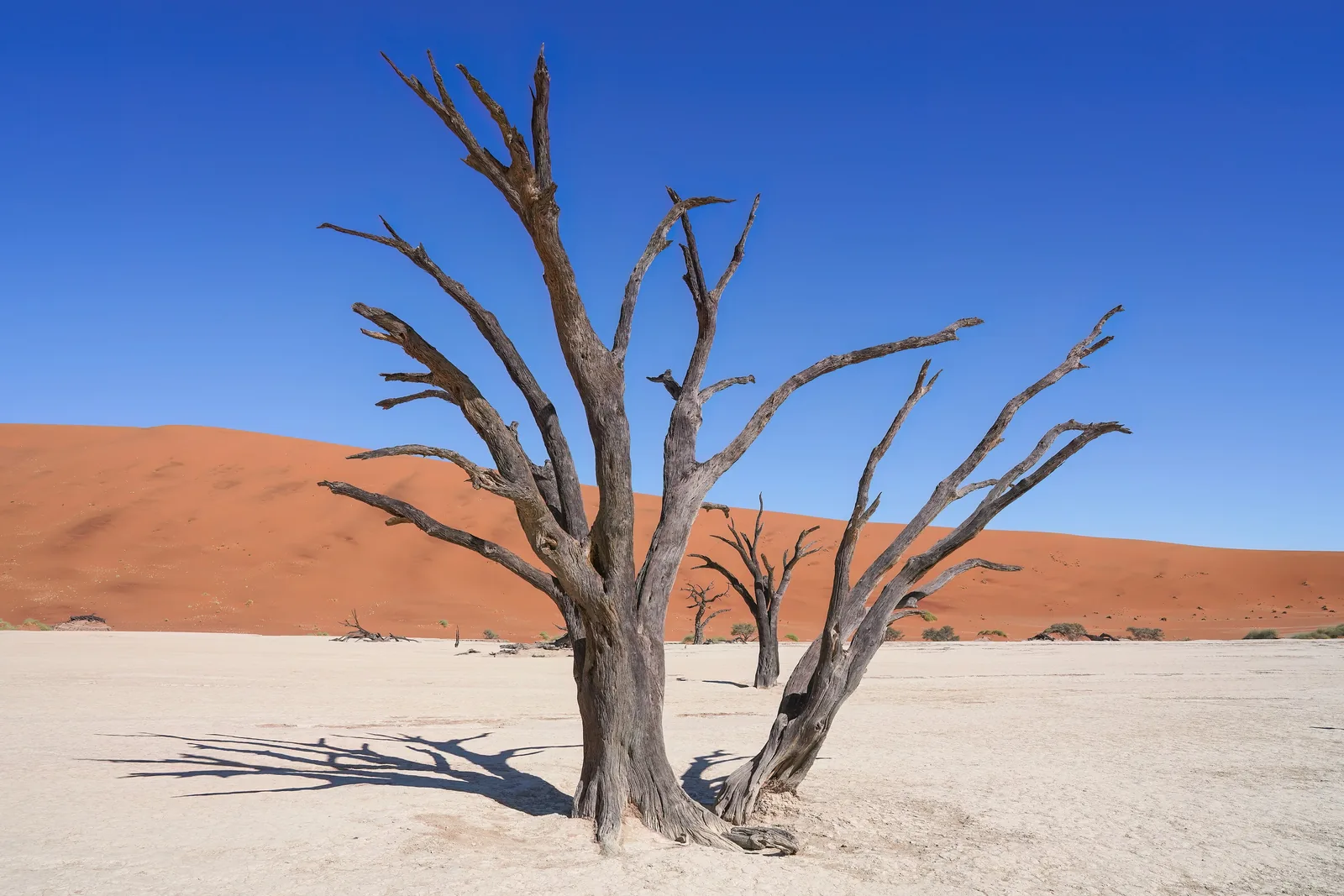 Dead camel thorn trees stand on the white clay floor of Deadvlei in Namib-Naukluft National Park in front of a red dune