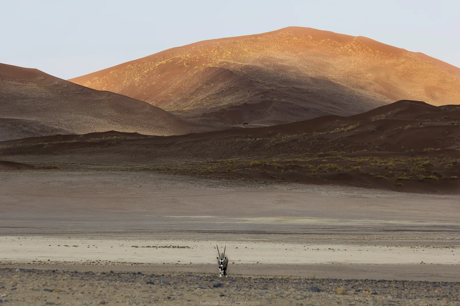 An oryx stands in front of a red dune at Sossusvlei in Namib-Naukluft National Park