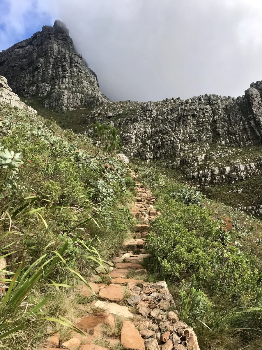 A stone path in Platteklip Gorge on Table Mountain between protea bushes, above it the mountain’s rock face under cloud
