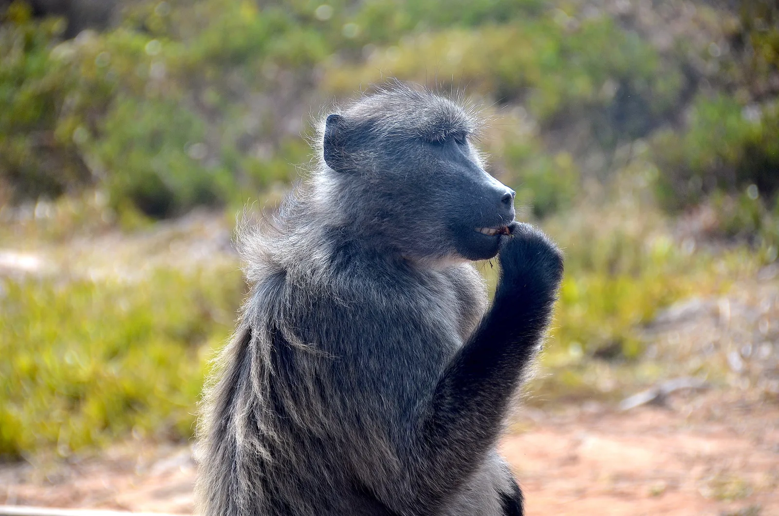 A chacma baboon sits by the path near Cape Point in Table Mountain National Park in front of green bush, chewing its hand