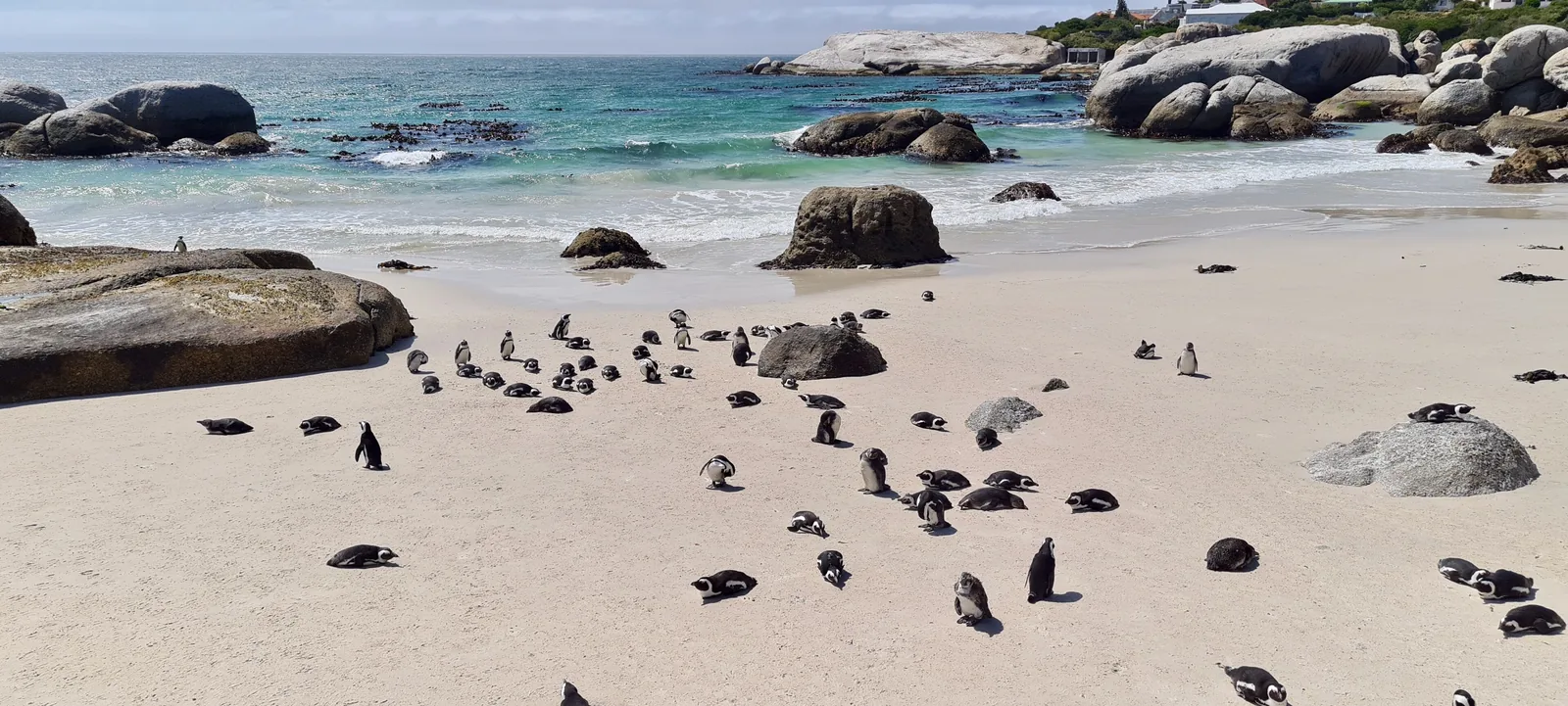 A colony of African penguins stands on the sandy beach at Foxy Beach in Table Mountain National Park, with granite boulders and sea behind