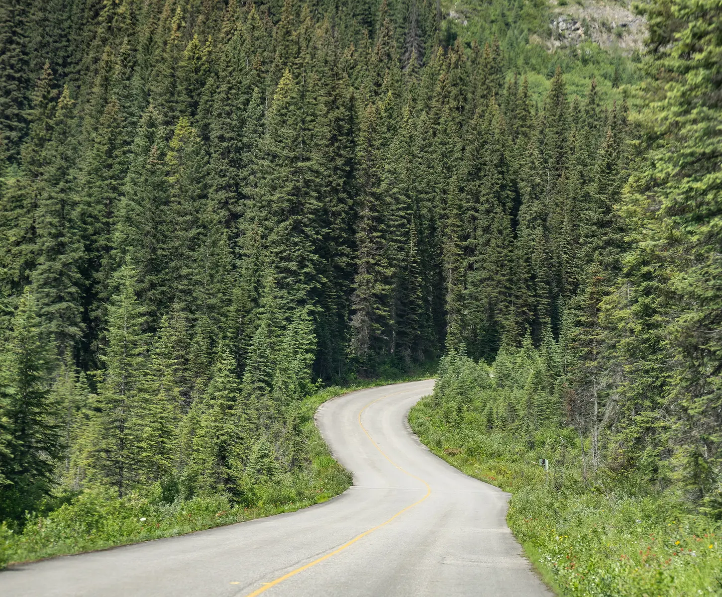 The Yoho Valley Road to Takakkaw Falls winding through dense conifer forest in Yoho National Park.