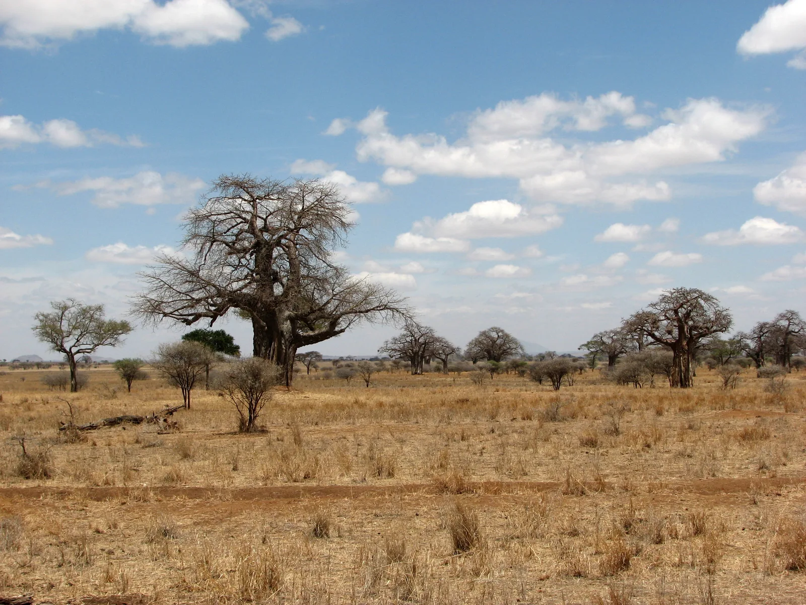 A large baobab stands in dry grass in Tarangire National Park, with more baobabs and acacias behind under a blue sky