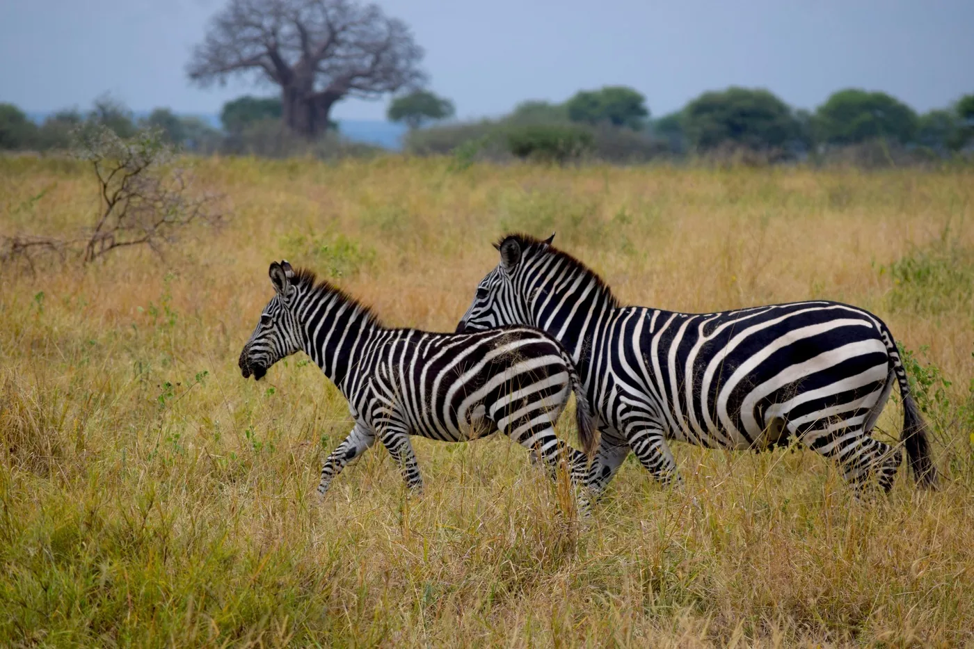 Offer photo: From Arusha: a day of game drives in Tarangire National Park