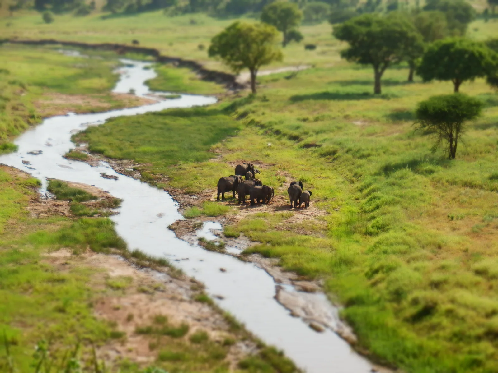 A herd of elephants stands on green grass beside the winding Tarangire River in Tarangire National Park