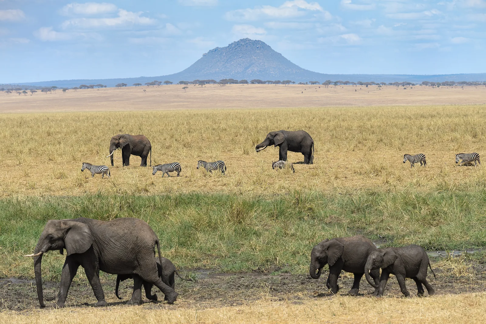 Elephants with calves and zebras cross the grassy plain at Silale Swamp in Tarangire National Park, with a lone mountain behind
