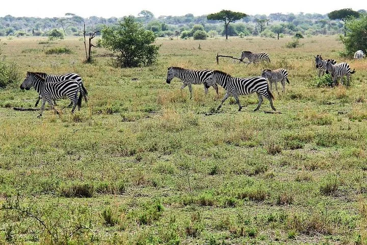 Offer photo: 4 days of Tarangire, Serengeti and Ngorongoro from Arusha