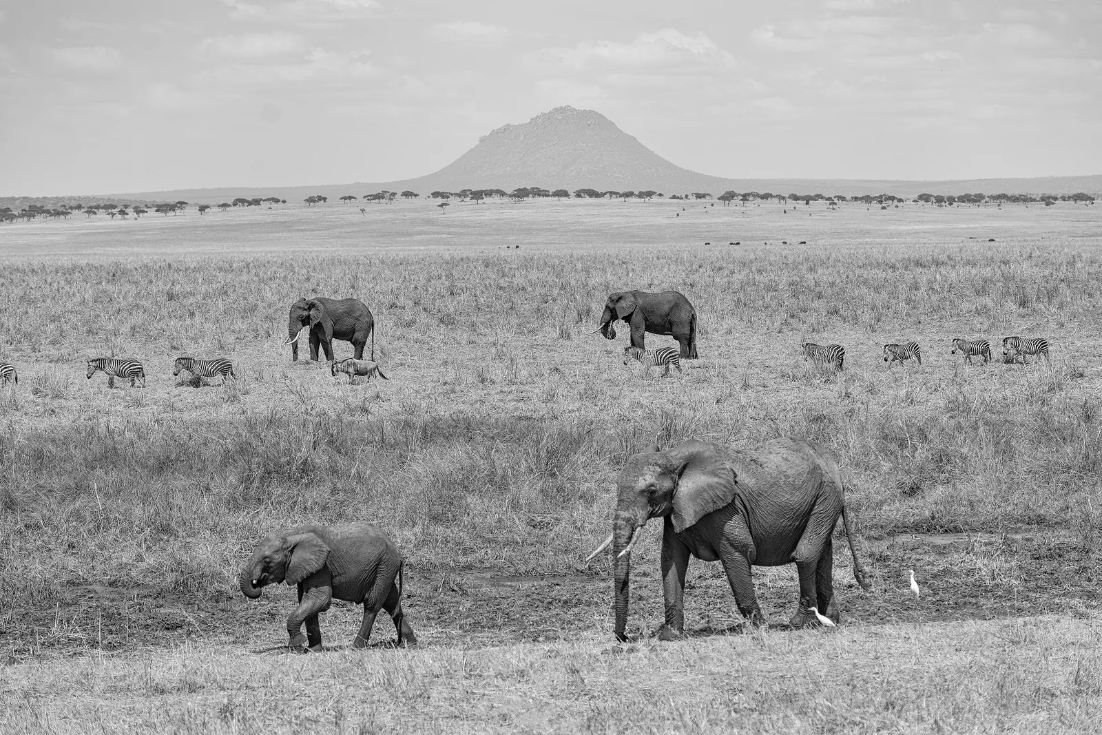 Black-and-white photo: elephants with calves and zebras cross the plain at Silale Swamp in Tarangire National Park, with a mountain behind