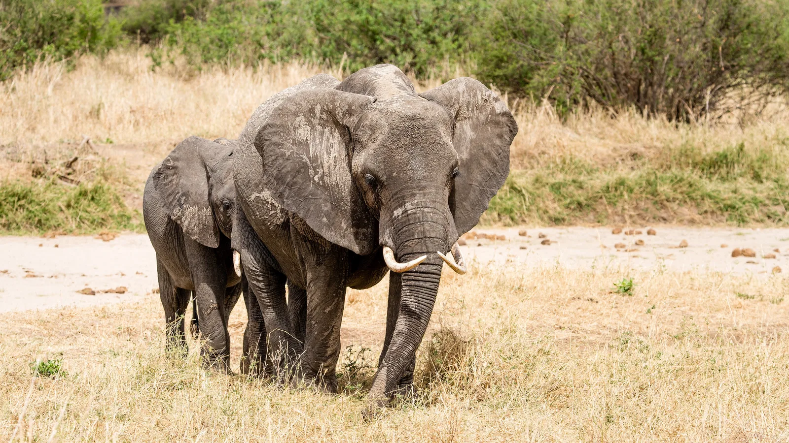 Two elephants walk side by side along a sandy track in Tarangire National Park, with dry grass and bushes behind