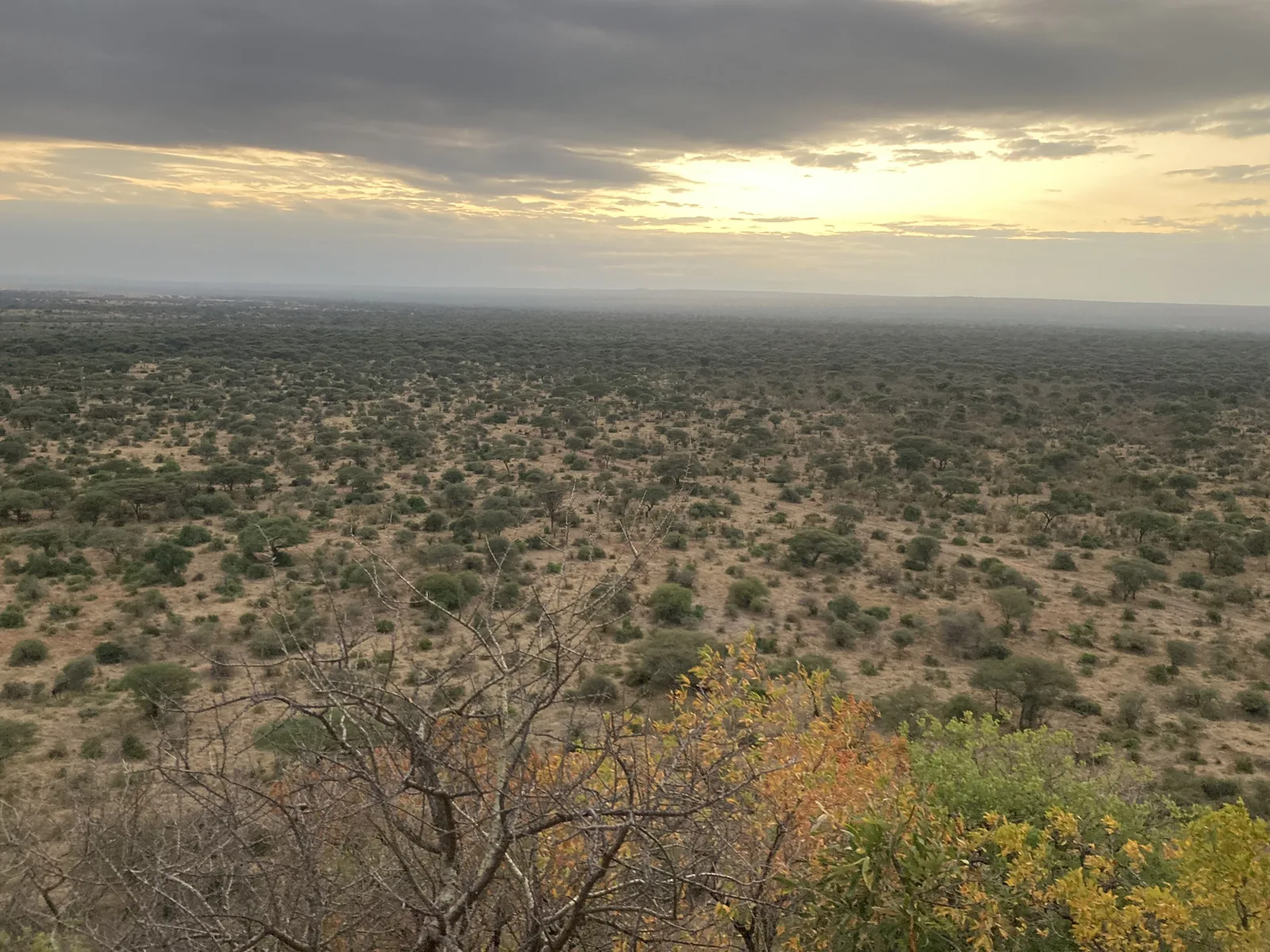 View from the Sangaiwe Hills in Tarangire National Park over wide, densely vegetated bushland under clouds