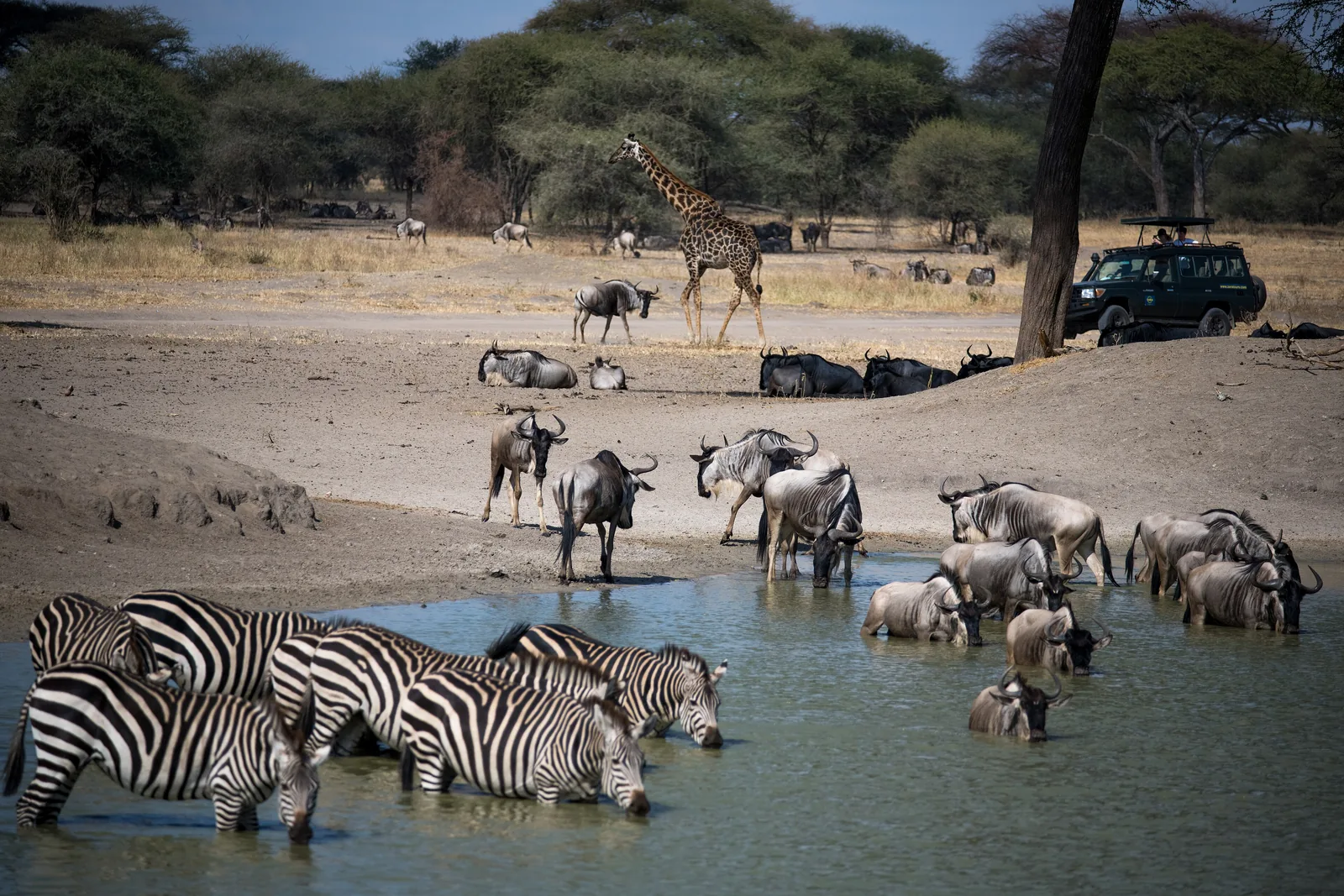 Zebras, wildebeest and a giraffe drink at a shallow waterhole in the north of Tarangire National Park, with a safari vehicle behind