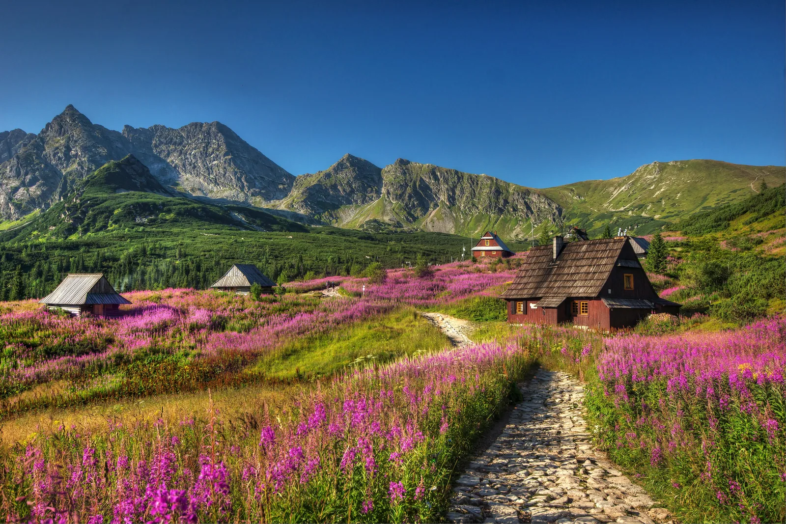 Hala Gąsienicowa in Tatra National Park in August: flowering fireweed, wooden huts and a stone path, with Kościelec and Świnica behind