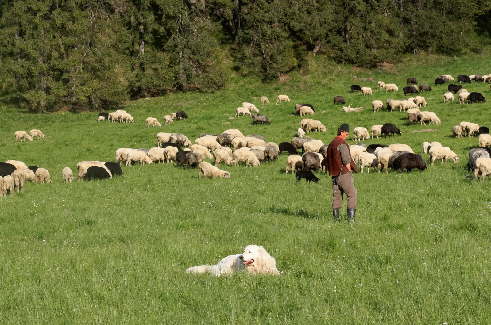 Sheep and a shepherd with a white dog on a meadow in the Kościeliska Valley in Tatra National Park