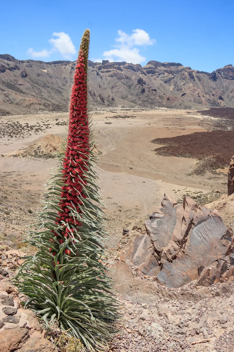 A red tajinaste in bloom, Echium wildpretii, in Teide National Park in front of the wide Las Cañadas caldera