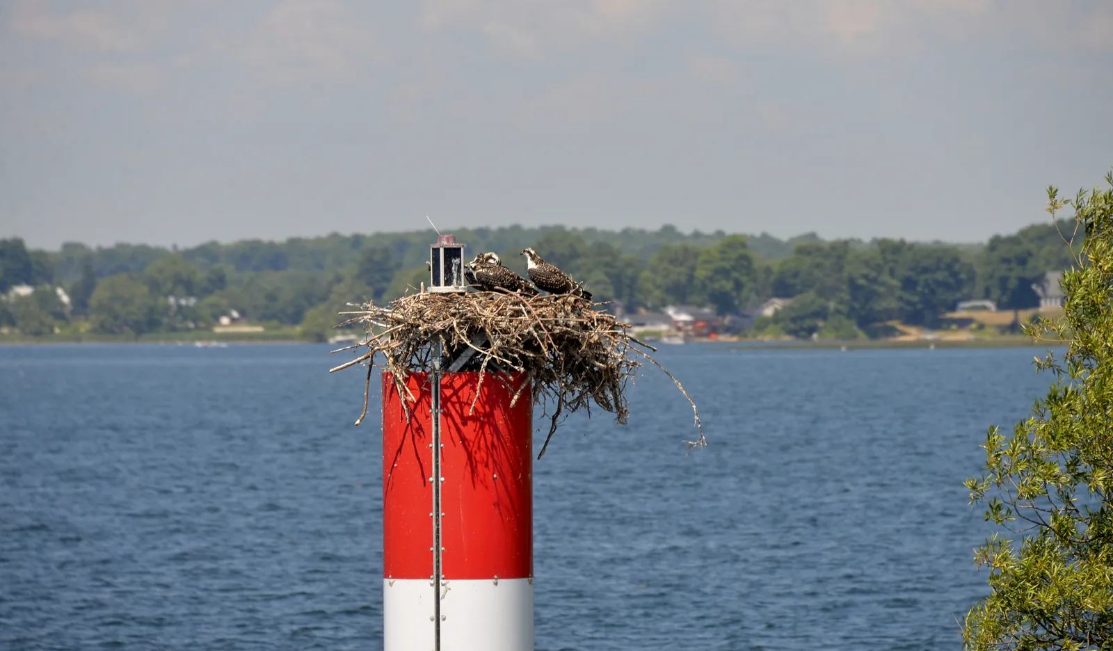 An osprey sits on a large stick nest built on a red and white channel marker buoy in the river
