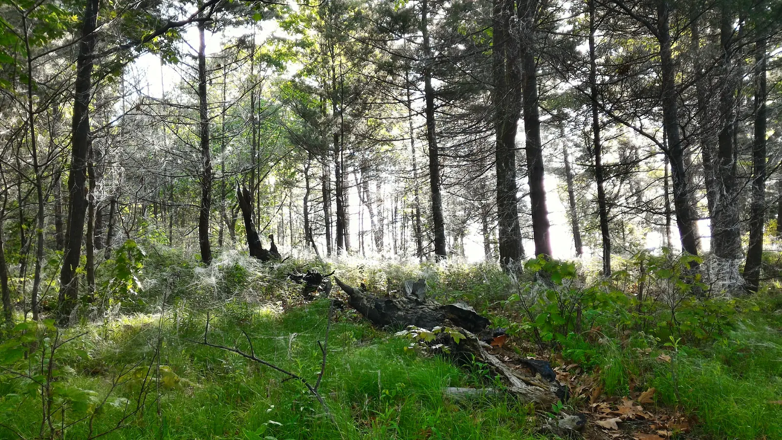Open pine forest on an island, sunlight falling between the trunks onto grass and fallen deadwood