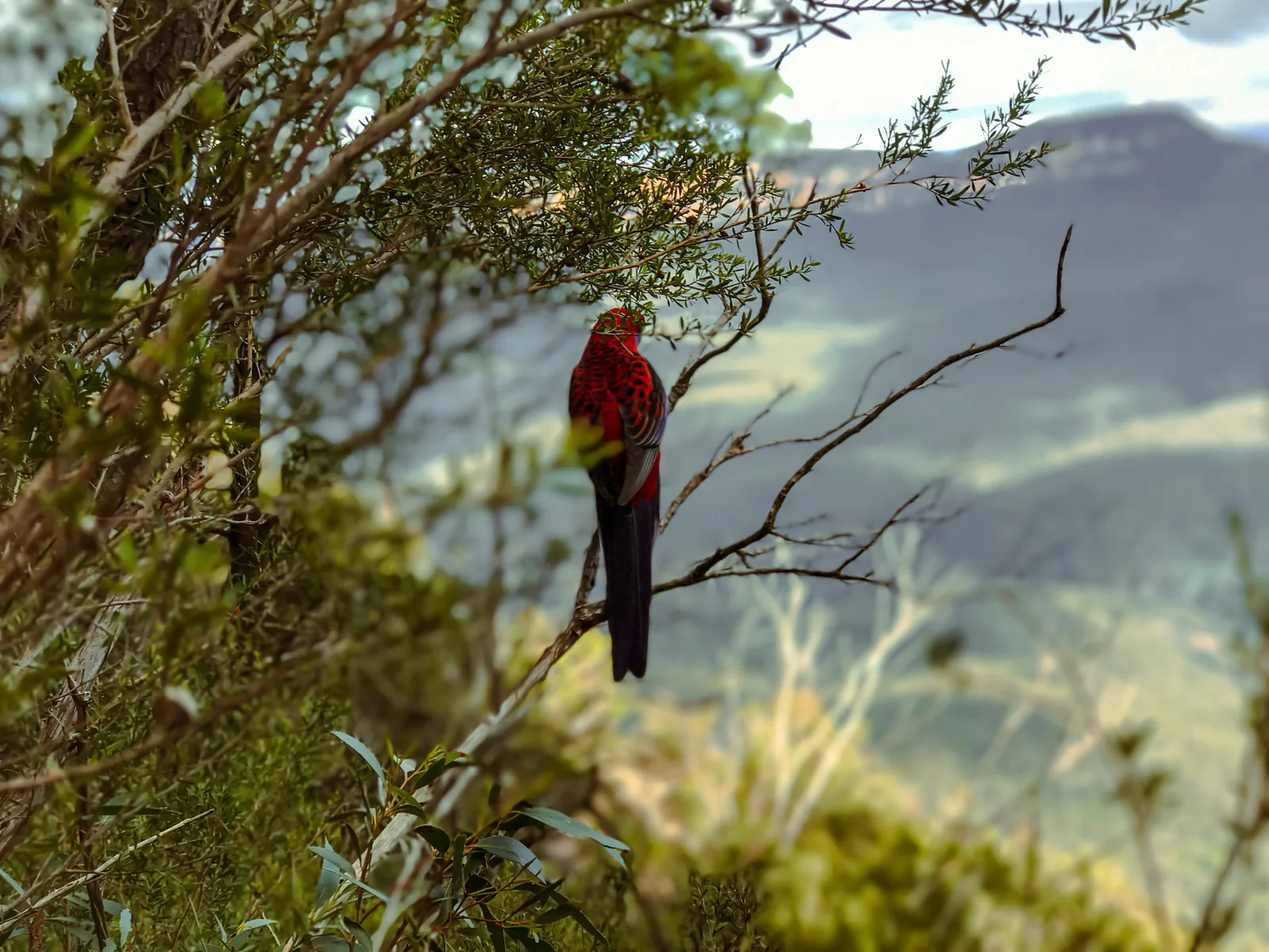 A crimson rosella with red plumage perched on a branch on the walk to the Three Sisters in Blue Mountains National Park, the valley blurred behind