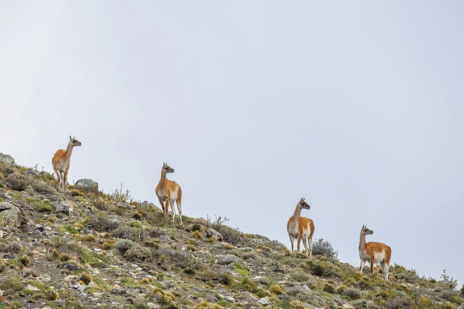 Four guanacos on a slope in Torres del Paine National Park under a grey sky