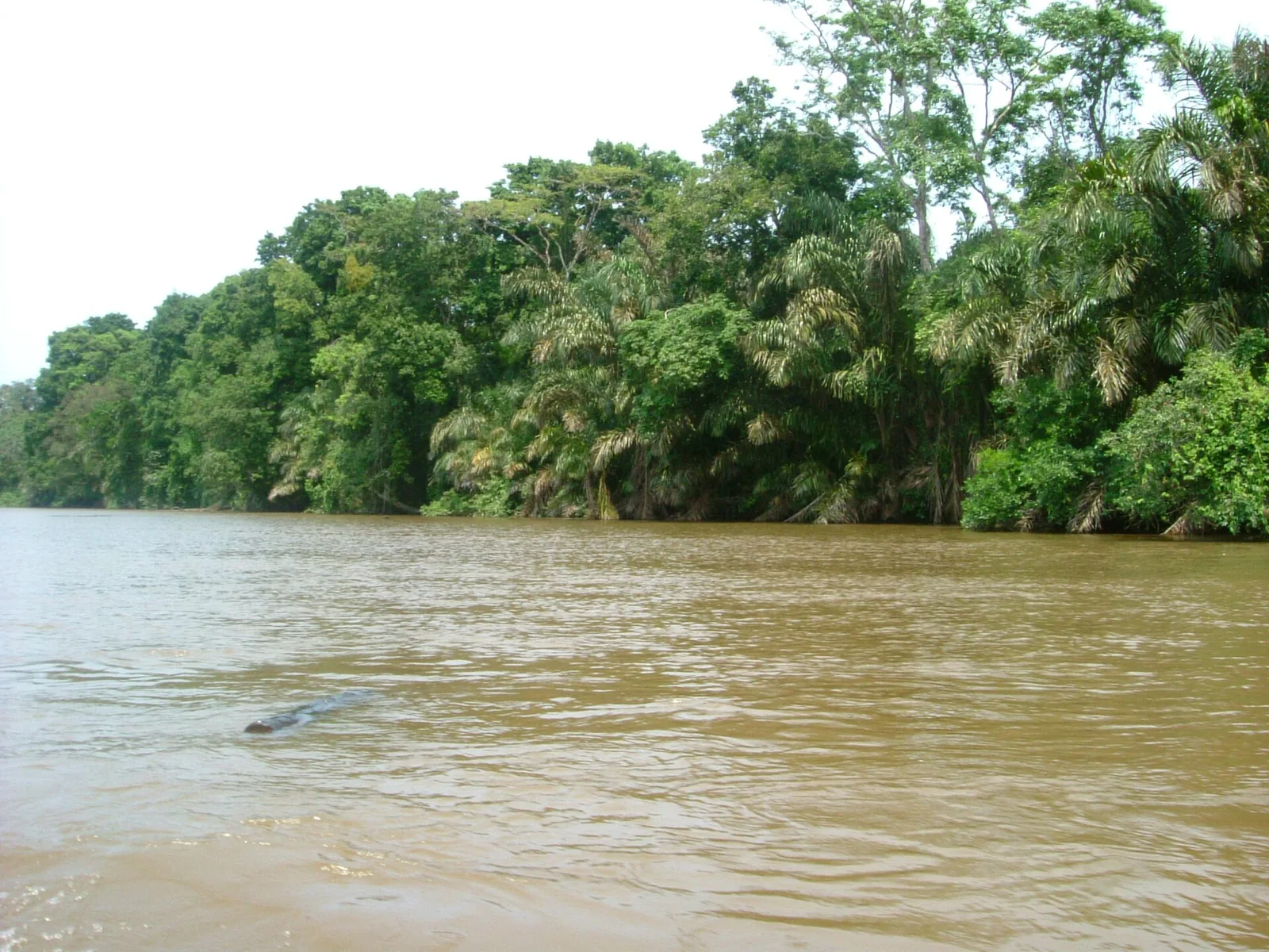 A calm canal in Tortuguero National Park lined with dense rainforest reflected in the brown water