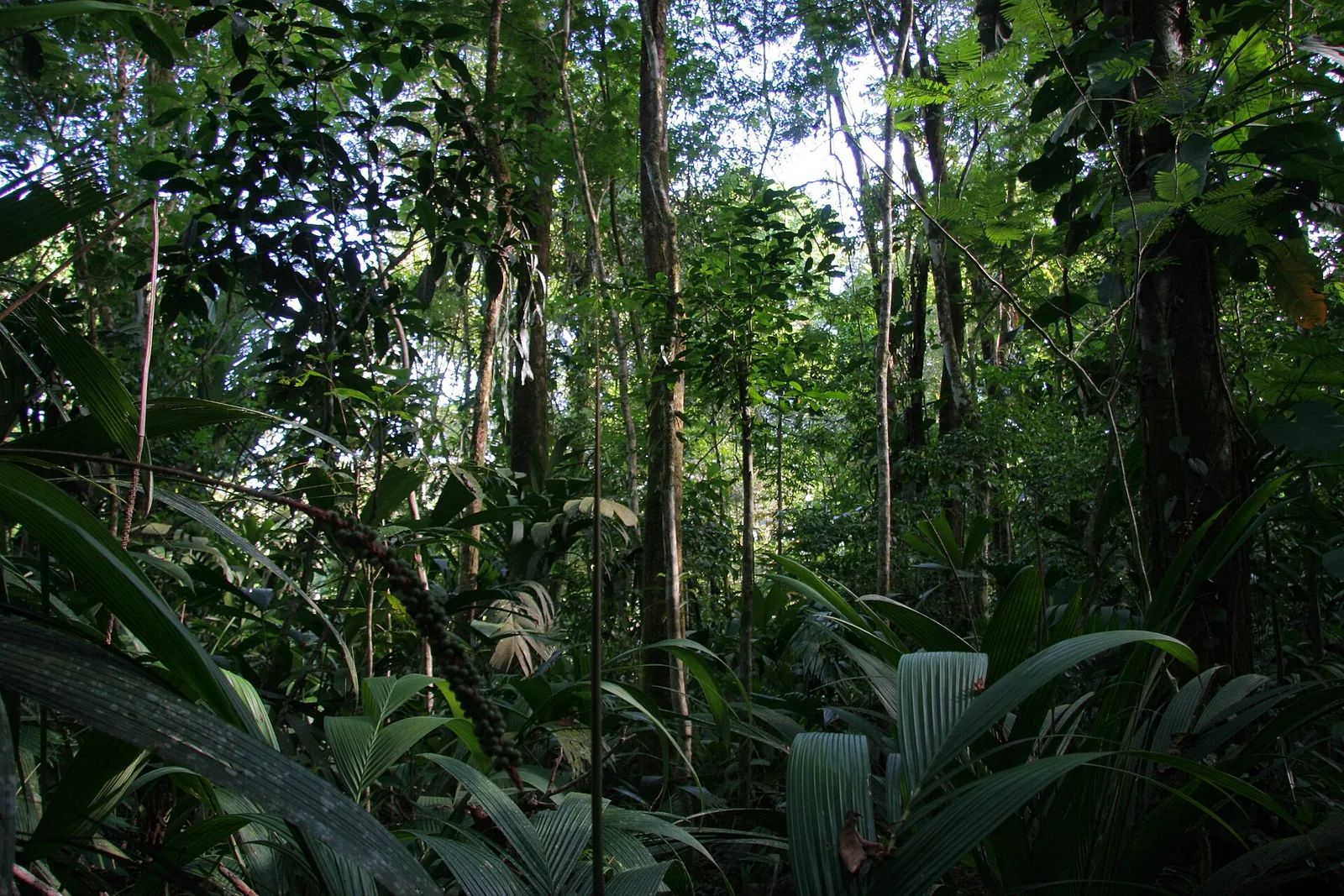 Lush rainforest with palms and lianas on the bank of Caño Harold in Tortuguero National Park
