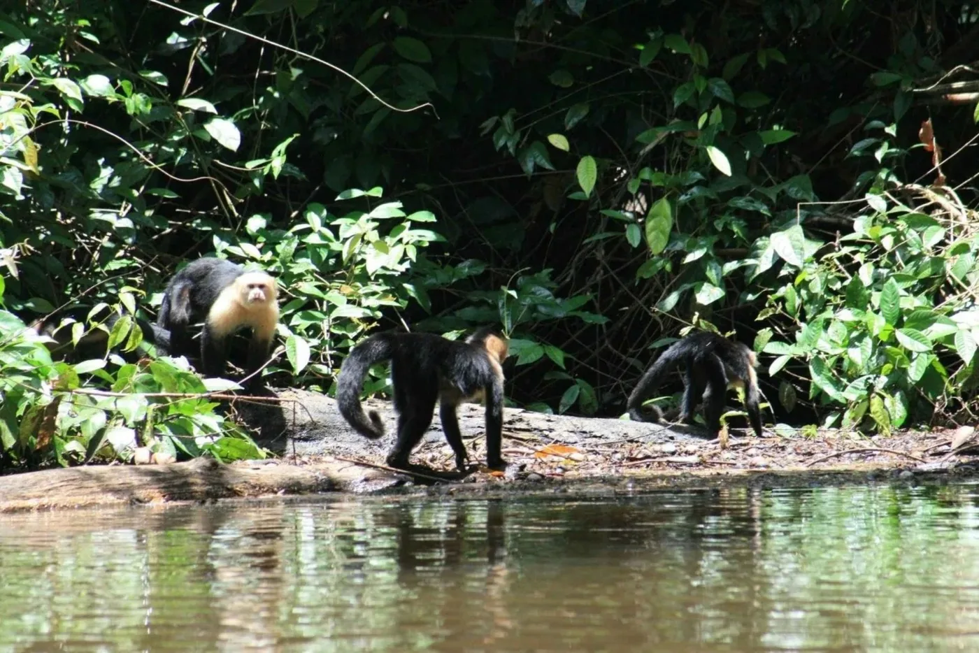 Offer photo: Tortuguero: canoe tour in Tortuguero National Park