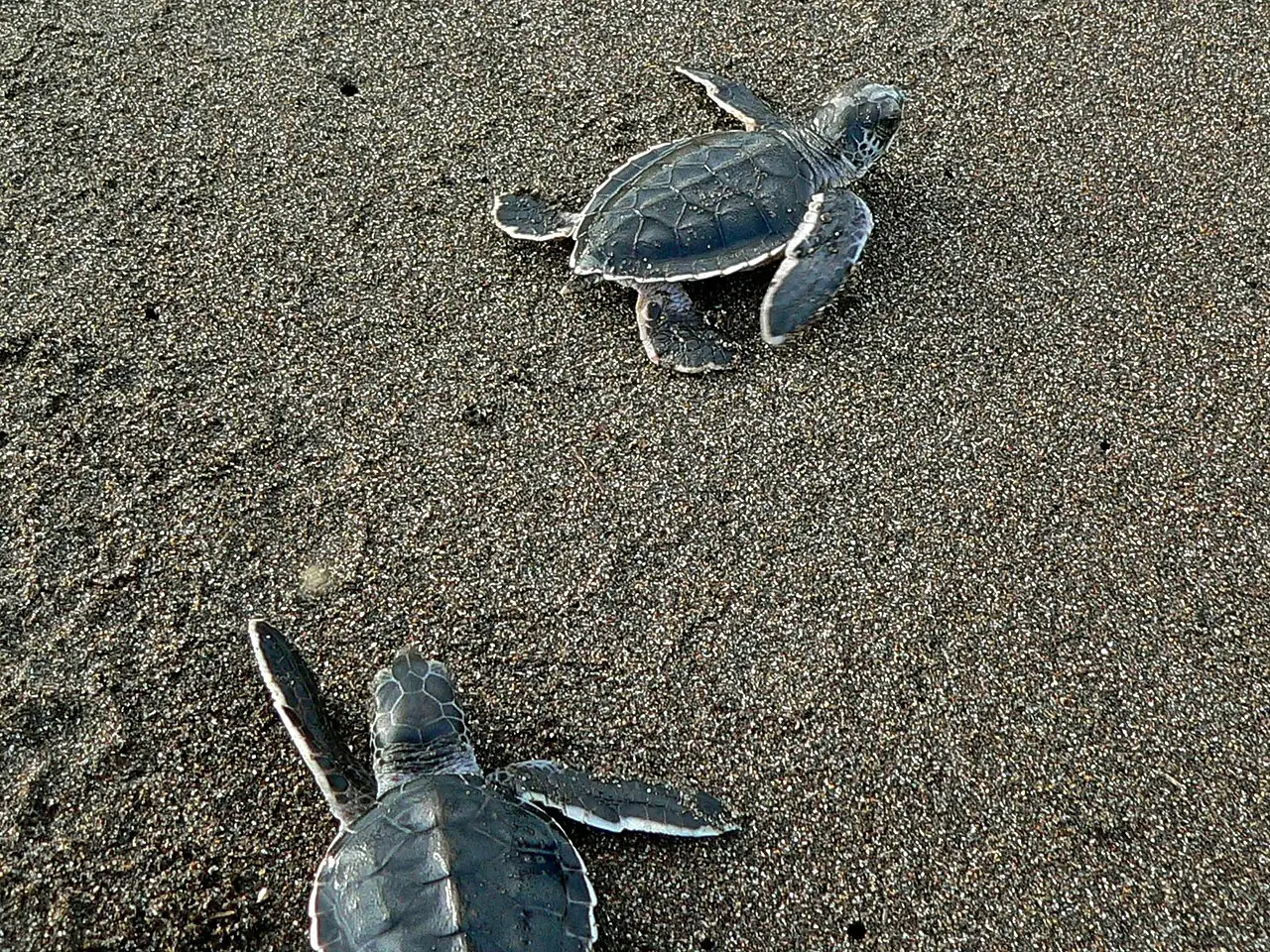 Two newly hatched green turtles crawl across the dark sand in Tortuguero National Park