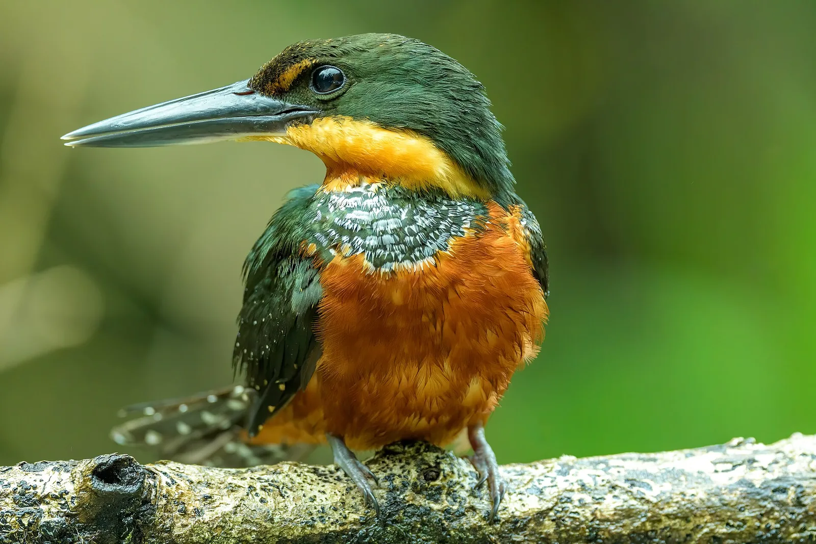 A female green-and-rufous kingfisher perched on a branch above a canal in Tortuguero National Park