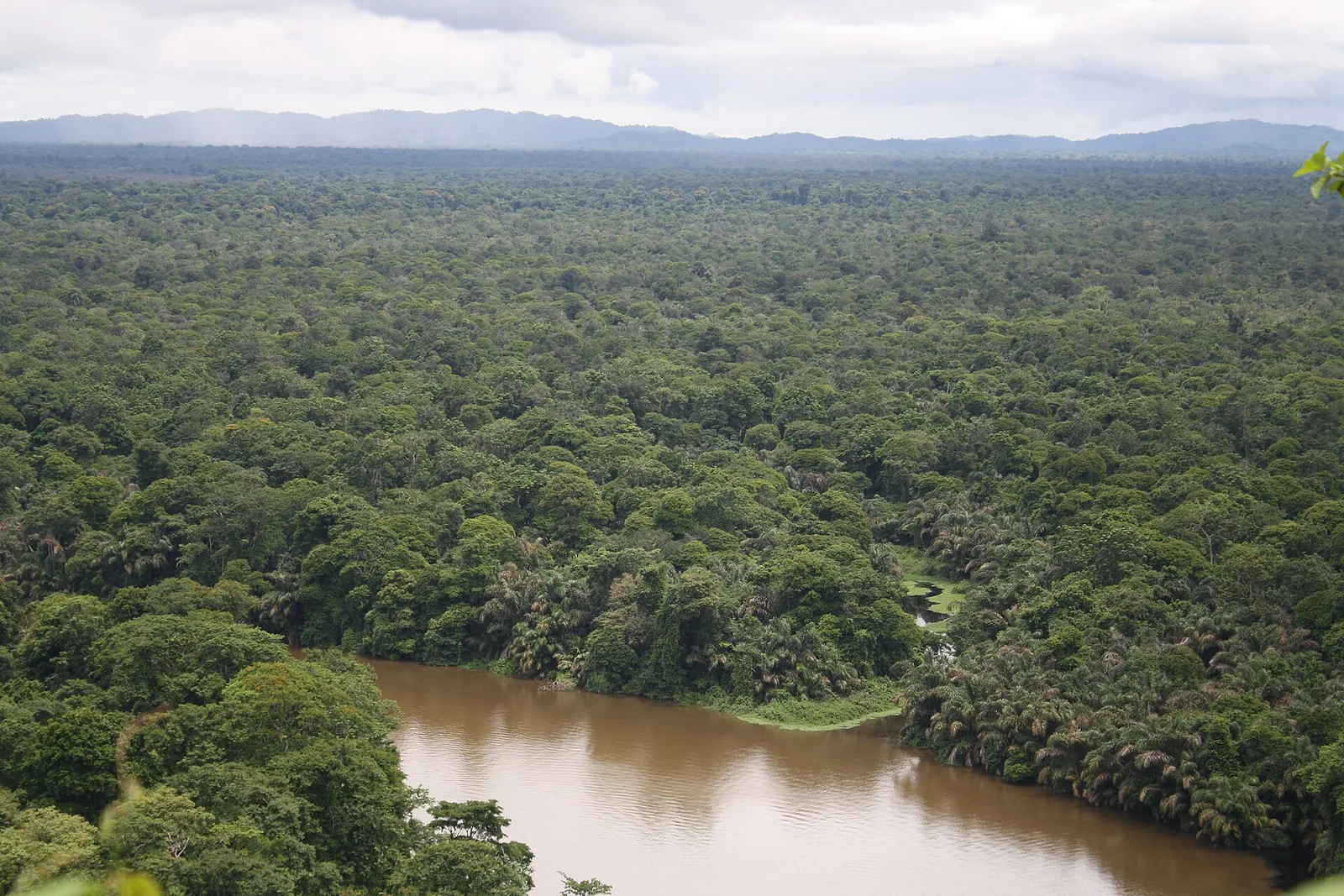 View over palm swamps and rainforest in Tortuguero National Park, with a brown river between them