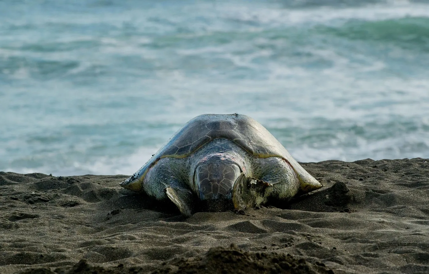 Offer photo: Tortuguero: turtle nesting night tour