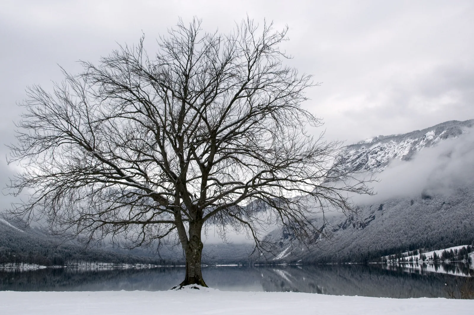 A bare tree on the snowy shore of Lake Bohinj in Triglav National Park in winter