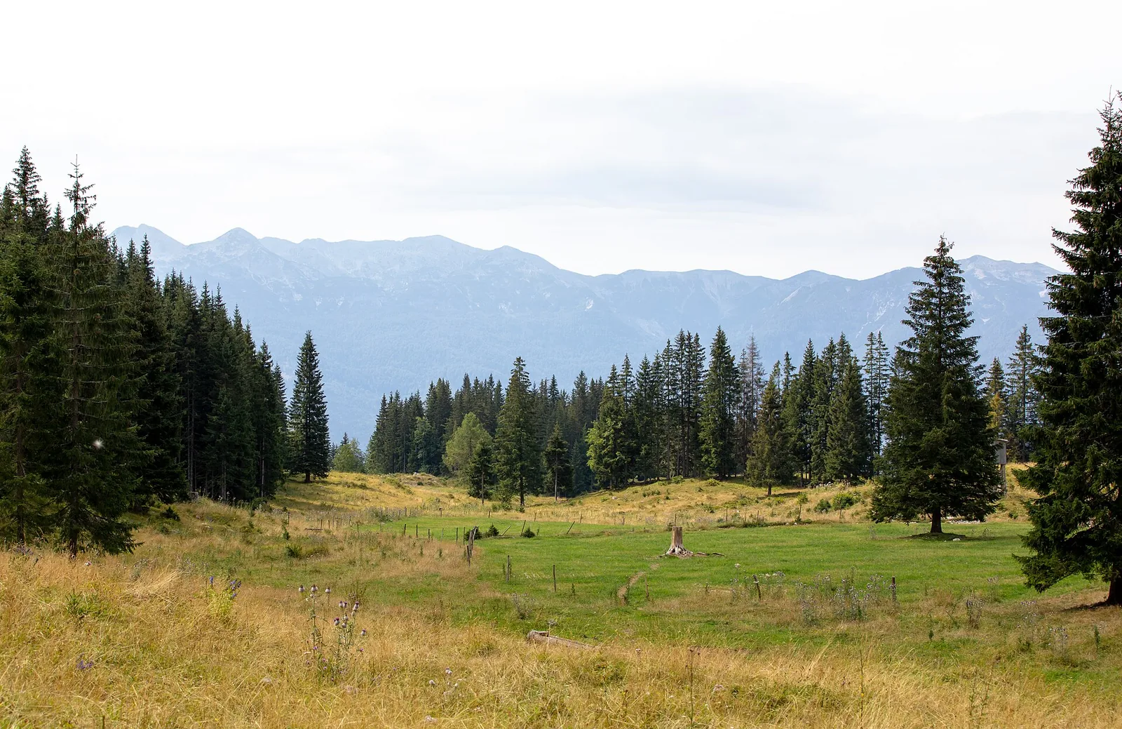 Alpine pasture with spruces on the Pokljuka plateau in Triglav National Park, with mountains of the Julian Alps behind
