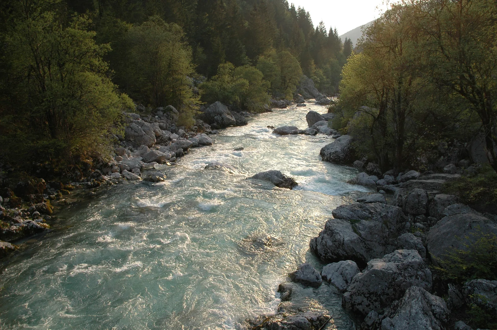 The Soča flows between boulders through the wooded lower Trenta in Triglav National Park
