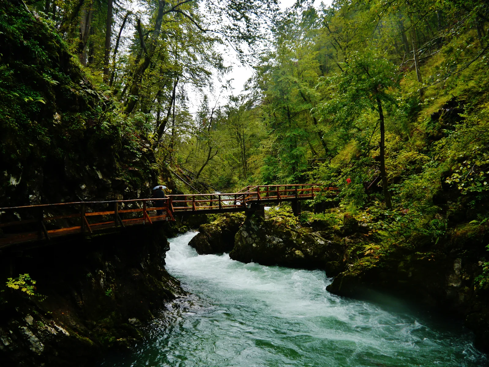 The Radovna flows beneath a wooden boardwalk through the wooded cleft of Vintgar Gorge in Triglav National Park