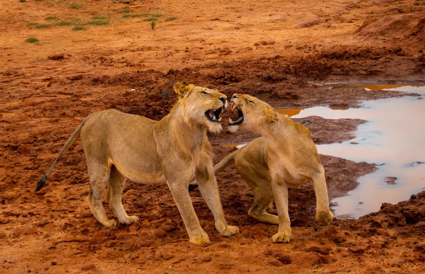 Offer photo: Tsavo East in one day: pick-up in Mombasa, Mtwapa, Diani or Tiwi