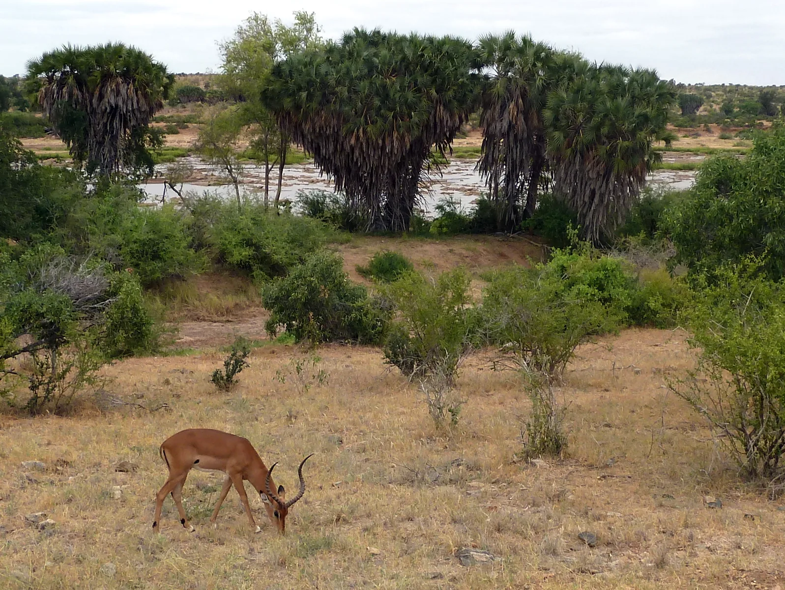 An impala grazes on the bank of the Galana River in Tsavo East National Park, with doum palms and the river behind