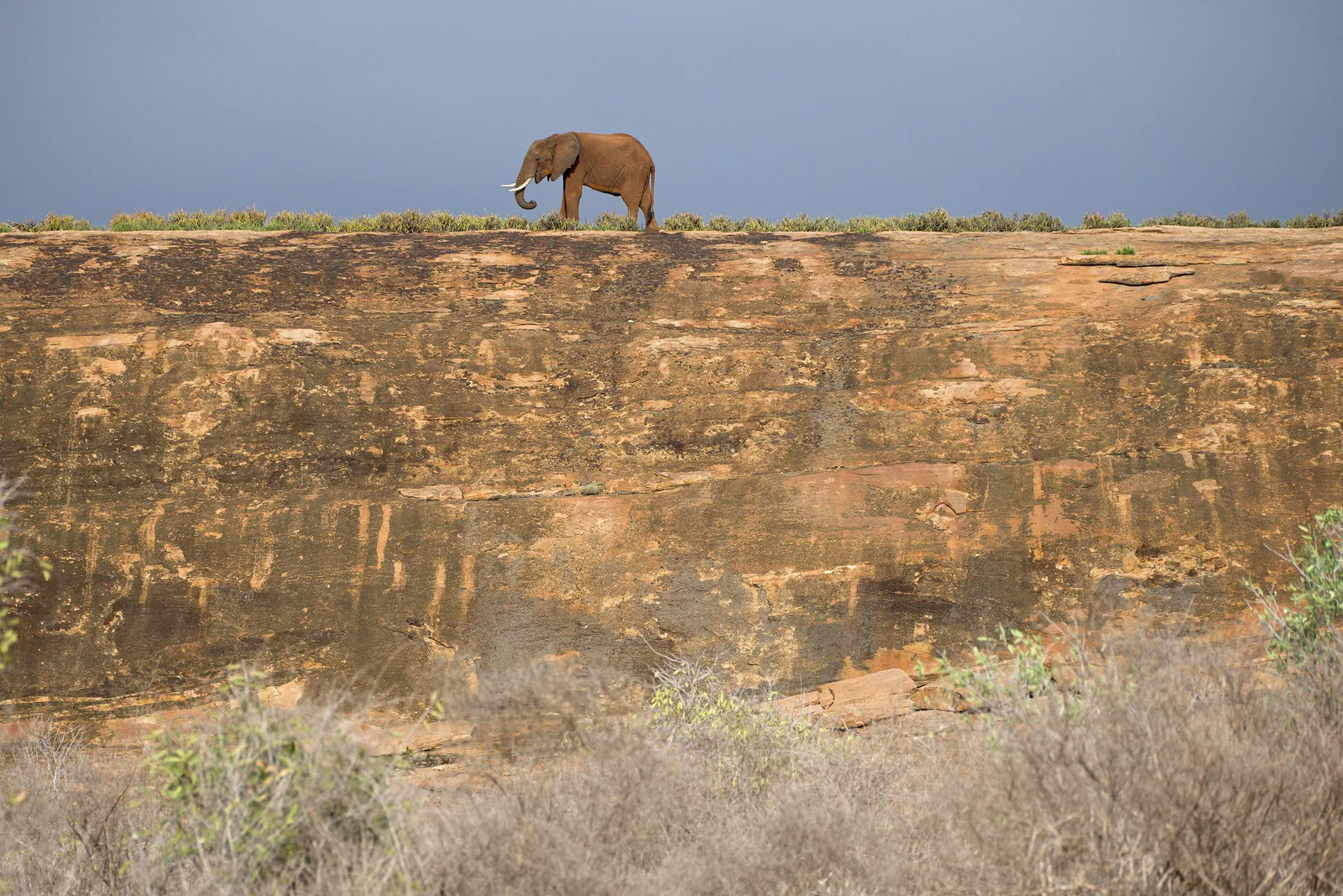 A lone bull elephant stands on top of the rock ridge of Mudanda Rock in Tsavo East National Park, with the reddish rock face below