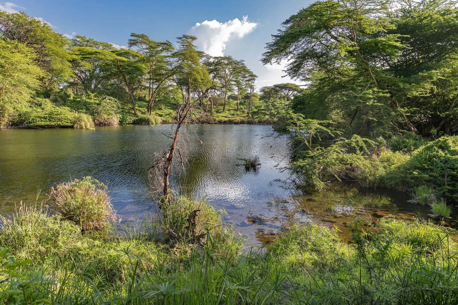 A clear pool at Mzima Springs in Tsavo West National Park, fringed by reeds, bushes and tall acacias