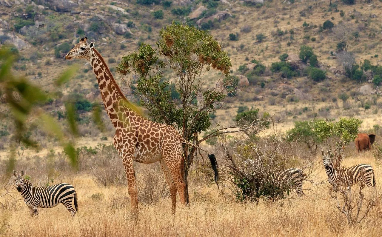 Offer photo: Tsavo East overnight: three game drives, private from Mombasa or Diani