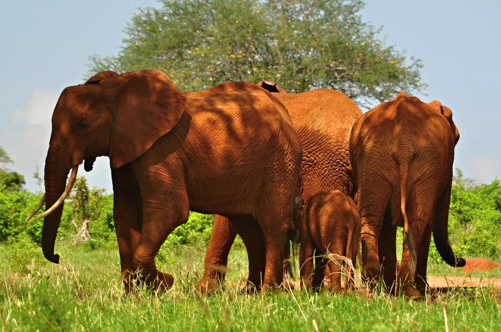 An elephant family in Tsavo East National Park, their skin coated in red dust, in front of green grass and trees
