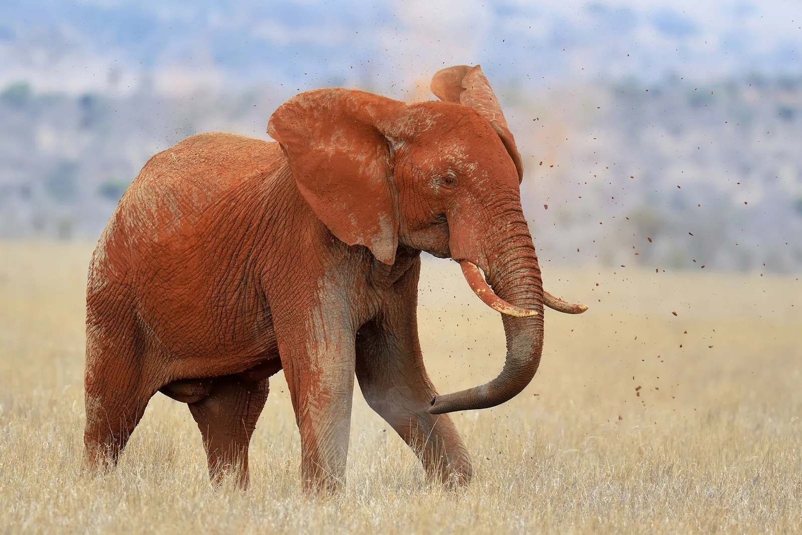 An elephant covered in red dust walks through dry yellow grass in Tsavo East National Park, kicking up dust