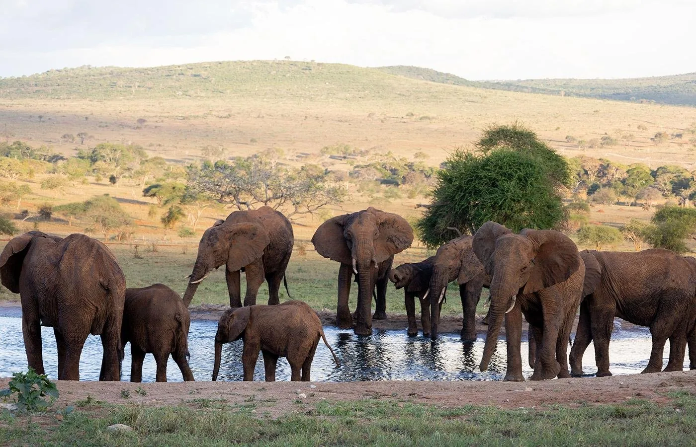 Offer photo: Tsavo East and Tsavo West in three days, with Mzima Springs