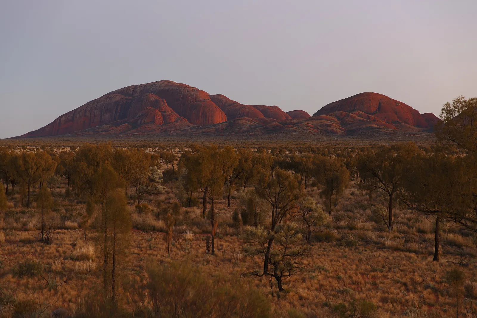 The domes of Kata Tjuṯa in Uluṟu-Kata Tjuṯa National Park in the first morning light, with a wide plain of desert oaks in front