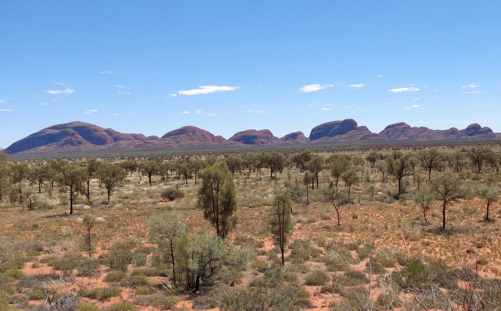 The domes of Kata Tjuṯa in Uluṟu-Kata Tjuṯa National Park on the horizon, with a wide plain of desert oaks and spinifex in front