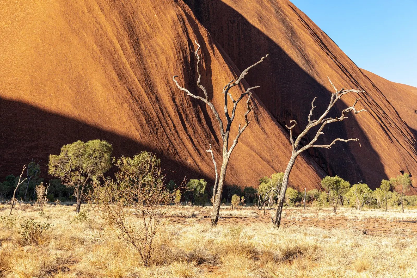 Dead, silvery trees in front of the steeply rising south face of Uluru on the Kuniya Walk in Uluṟu-Kata Tjuṯa National Park, with dry grass in front