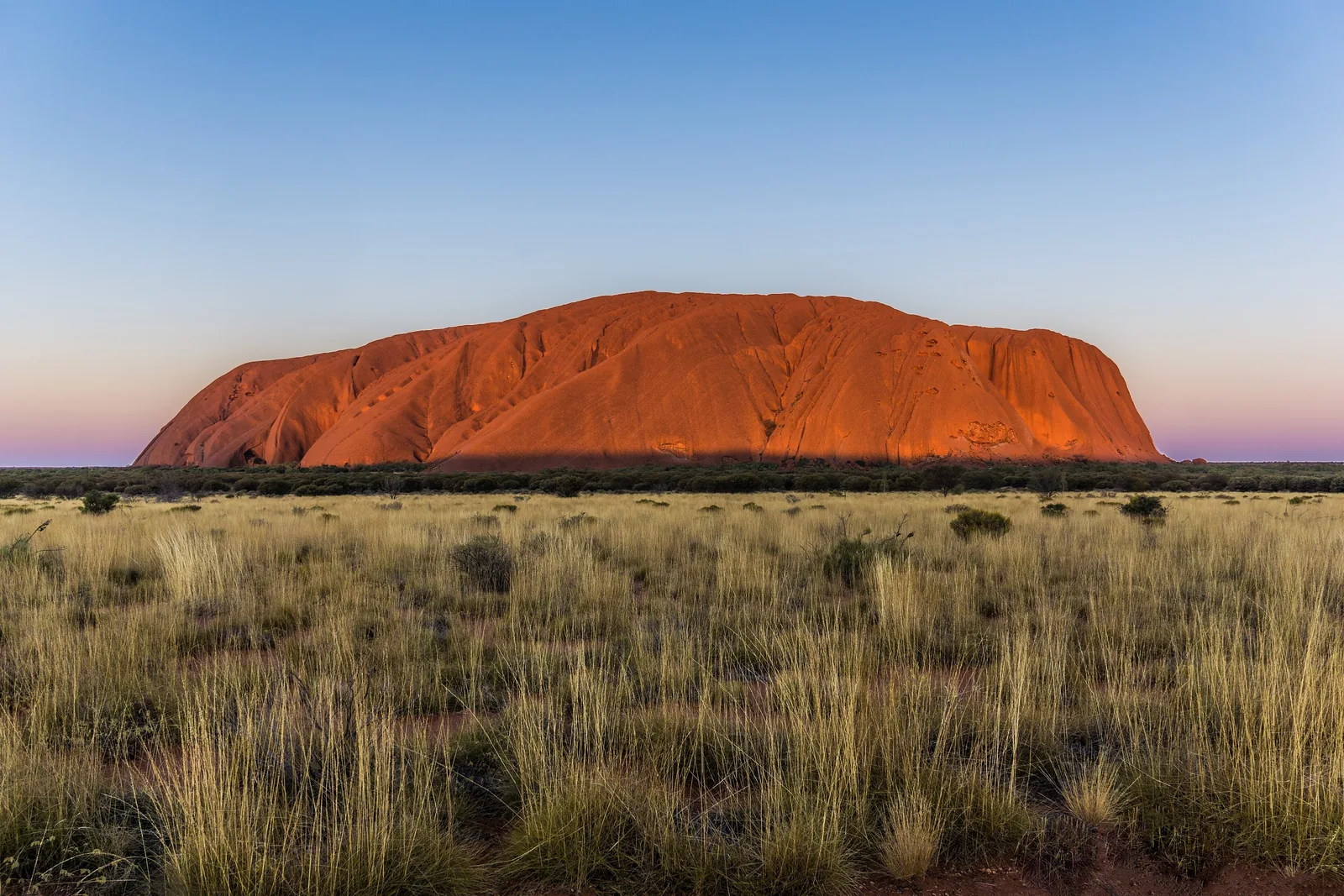 Uluru in Uluṟu-Kata Tjuṯa National Park glowing orange in the evening light above a plain of tall spinifex grass, with a clear sky overhead