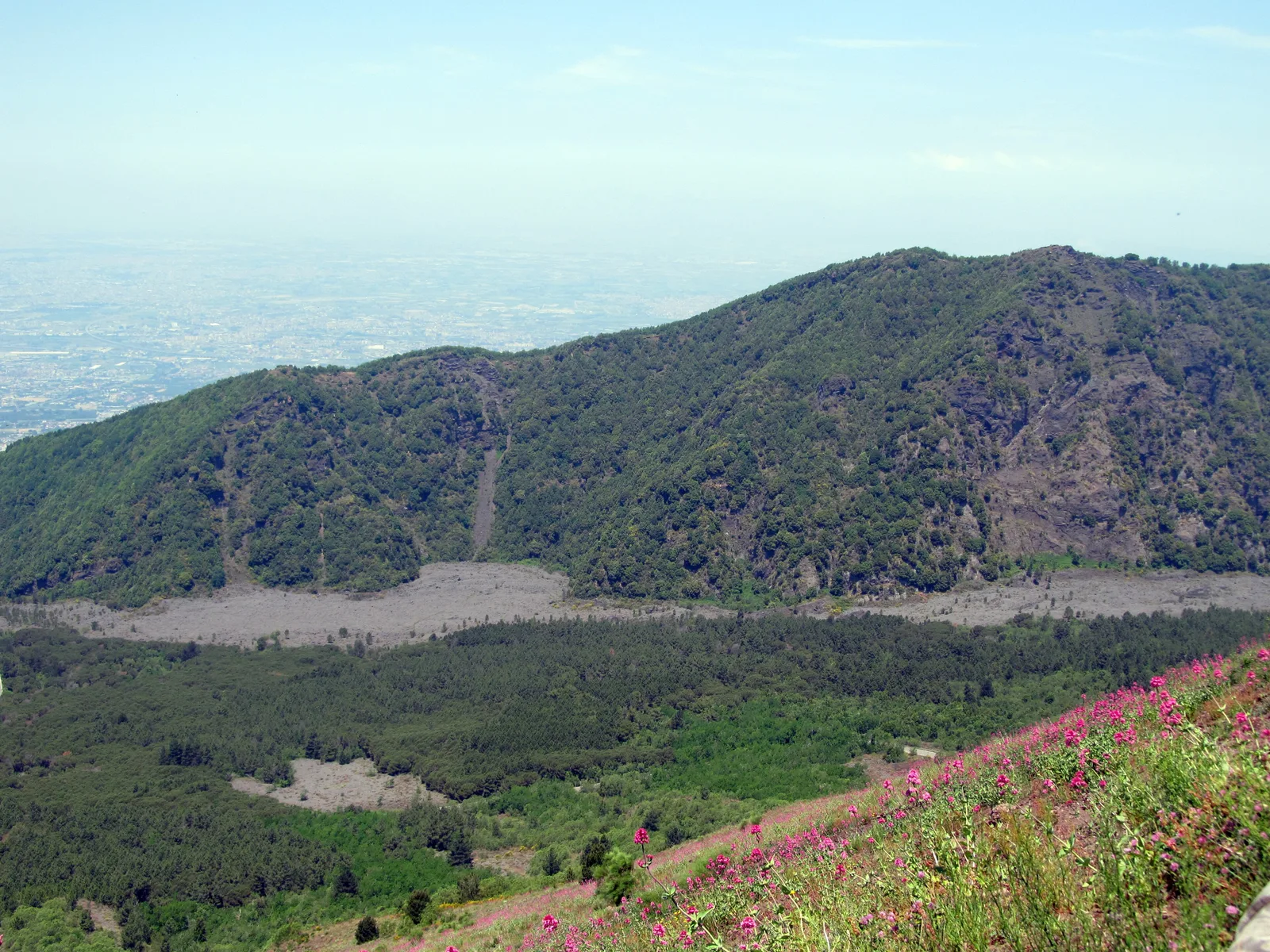 The 1944 lava flow in Vesuvius National Park below the wooded wall of Monte Somma, with red valerian in flower in front