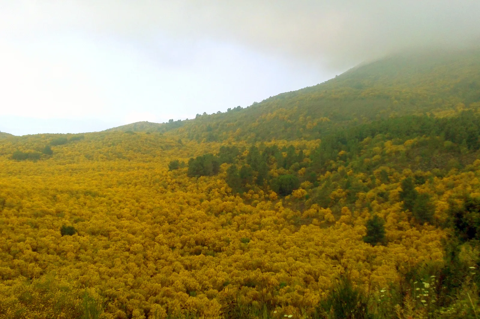 Flowering broom covers the Valle dell'Inferno in Vesuvius National Park, with the wooded slope above