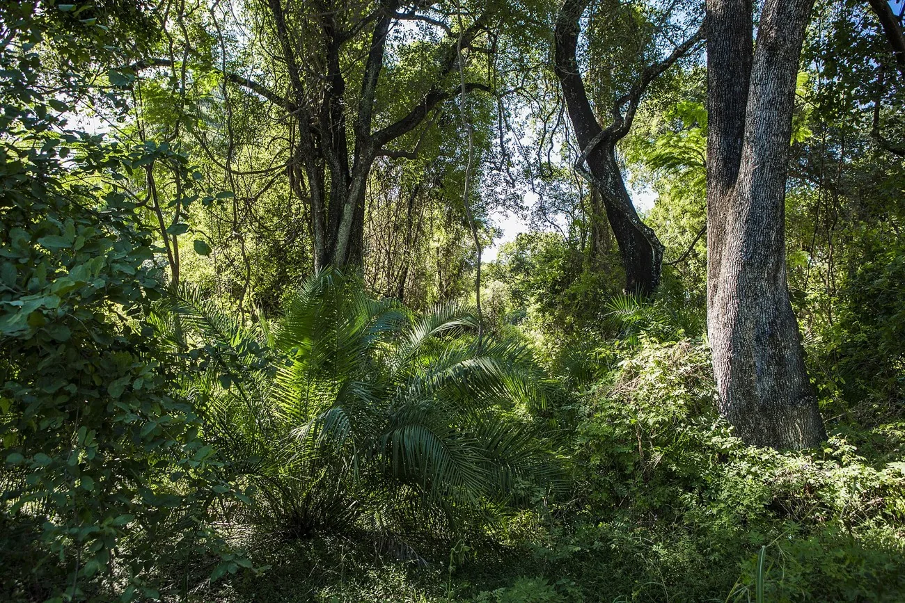 Tall trees, palms and dense undergrowth in the rainforest of Victoria Falls National Park on the Zimbabwean side